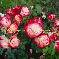 Роза "JUBILE DU PRINCE DE MONACO" ("Юбилей Принца Монако", "Jubile du Prince de Monaco", Floribunda, Meilland, 2000) (САЖЕНЦЫ РОЗ ЧАЩЕ ВСЕГО ОТПРАВЛЯЕМ УЖЕ С БУТОНАМИ ИЛИ ЦВЕТУЩИМИ) Роза "JUBILE DU PRINCE DE MONACO" ("Юбилей Принца Монако", "Jubile du Prince de Monaco", Floribunda, Meilland, 2000) (САЖЕНЦЫ РОЗ ЧАЩЕ ВСЕГО ОТПРАВЛЯЕМ УЖЕ С БУТОНАМИ ИЛИ ЦВЕТУЩИМИ)